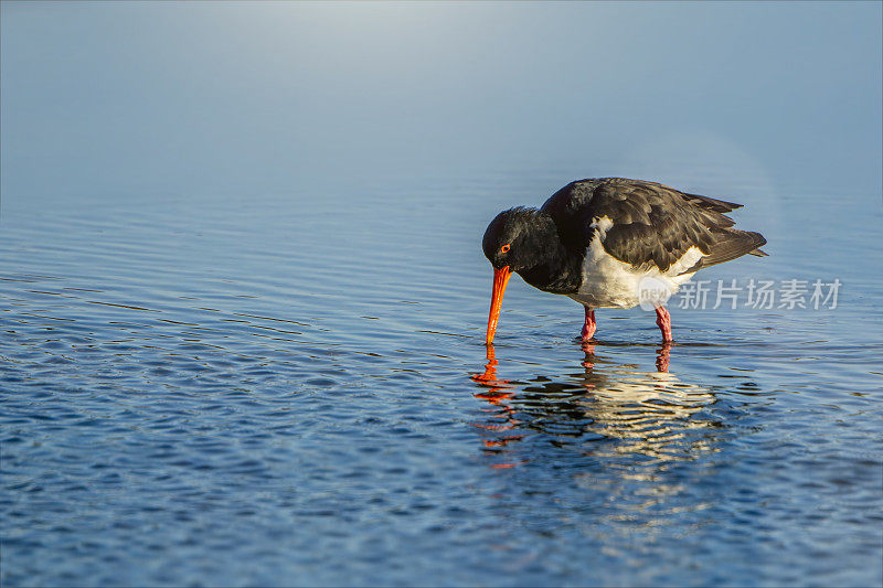 澳大利亚花衣魔笛手(Haematopus longirostris)